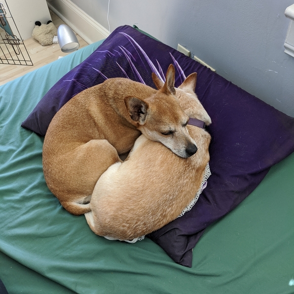 Meet your Posher, Sheridan - Picture 2 of 2